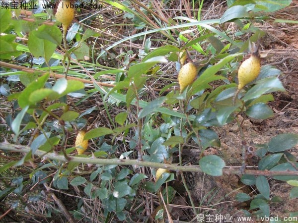 <a href='http://m.zishuwang.com.cn/yaocaizhongzi/2294.html' target='_blank'>金櫻子</a><a href='http://m.zishuwang.com.cn/' target='_blank'>種子</a>