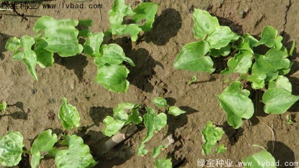 <a href='http://m.zishuwang.com.cn/yaocaizhongzi/2303.html' target='_blank'>天南星種子</a>