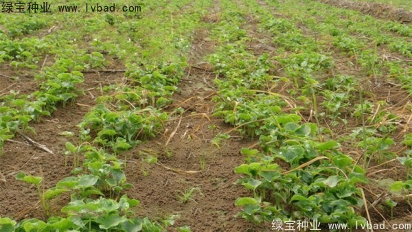 天南星<a href='http://m.zishuwang.com.cn/' target='_blank'>種子</a>