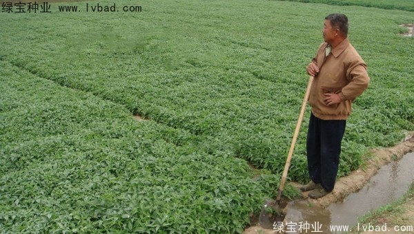 天南星<a href='http://m.zishuwang.com.cn/' target='_blank'>種子</a>