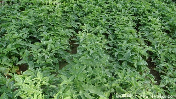 <a href='http://m.zishuwang.com.cn/yaocaizhongzi/2303.html' target='_blank'>天南星種子</a>