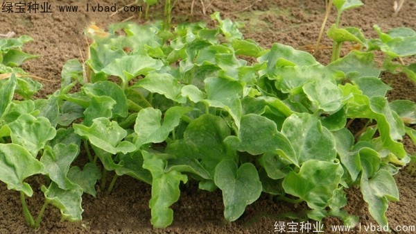 <a href='http://m.zishuwang.com.cn/yaocaizhongzi/2303.html' target='_blank'>天南星種子</a>