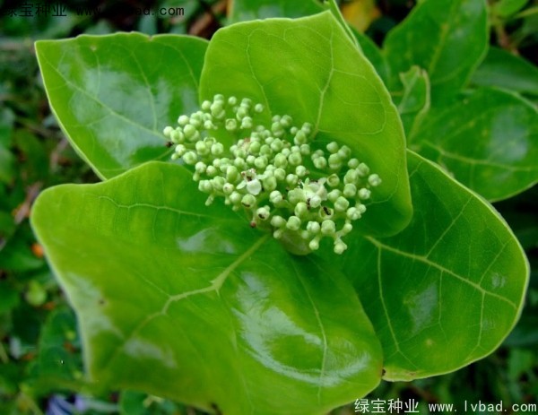 黃荊<a href='http://m.zishuwang.com.cn/' target='_blank'>種子</a>