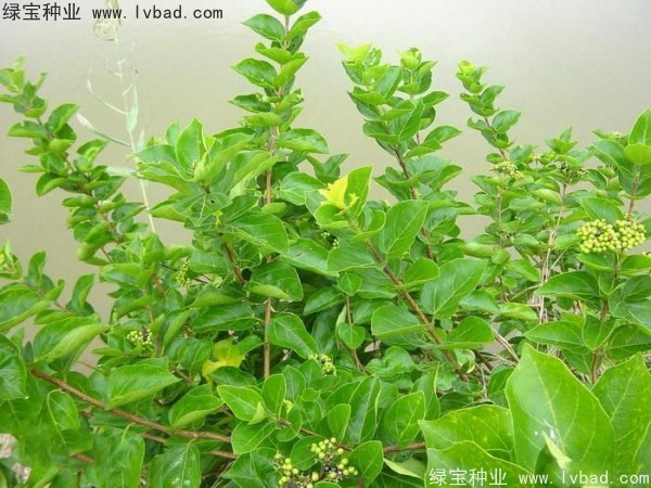 <a href='http://m.zishuwang.com.cn/yaocaizhongzi/2320.html' target='_blank'>黃荊種子</a>