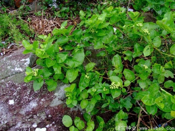 黃荊<a href='http://m.zishuwang.com.cn/' target='_blank'>種子</a>