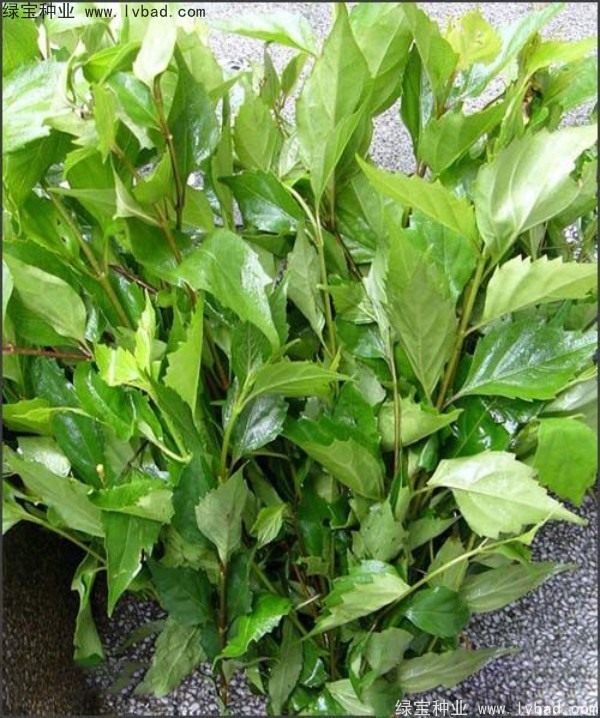 黃荊<a href='http://m.zishuwang.com.cn/' target='_blank'>種子</a>