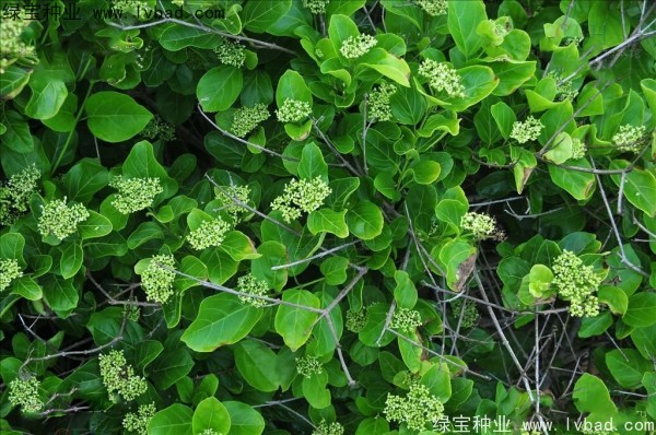 <a href='http://m.zishuwang.com.cn/yaocaizhongzi/2320.html' target='_blank'>黃荊種子</a>