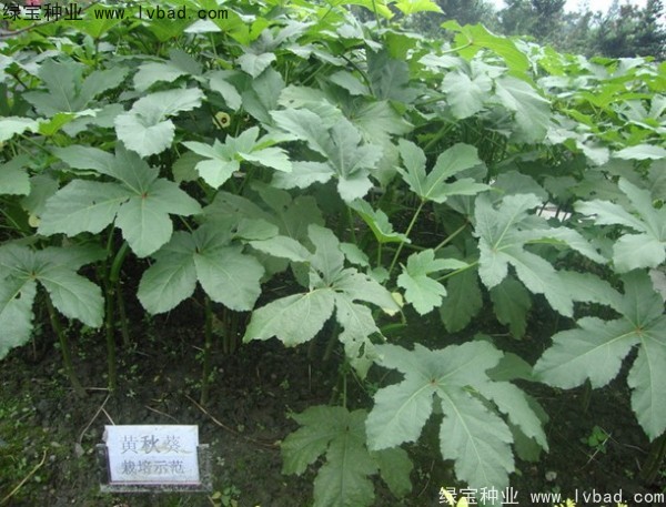 <a href='http://m.zishuwang.com.cn/yaocaizhongzi/2331.html' target='_blank'>黃秋葵種子</a>