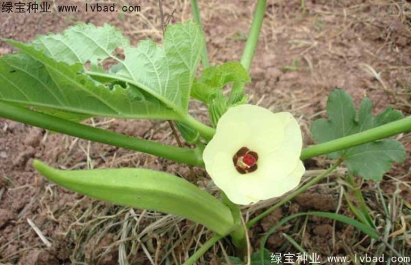 <a href='http://m.zishuwang.com.cn/yaocaizhongzi/2331.html' target='_blank'>黃秋葵種子</a>
