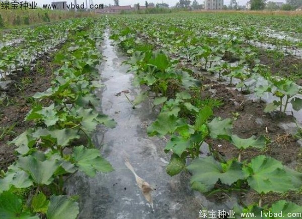 <a href='http://m.zishuwang.com.cn/yaocaizhongzi/2331.html' target='_blank'>黃秋葵</a><a href='http://m.zishuwang.com.cn/' target='_blank'>種子</a>