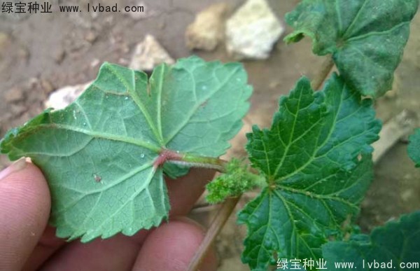 黃秋葵<a href='http://m.zishuwang.com.cn/' target='_blank'>種子</a>