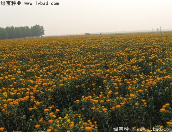 <a href='http://m.zishuwang.com.cn/yaocaizhongzi/2335.html' target='_blank'>紅花種子</a>