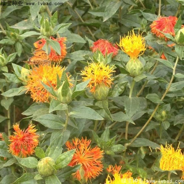 <a href='http://m.zishuwang.com.cn/yaocaizhongzi/2335.html' target='_blank'>紅花種子</a>