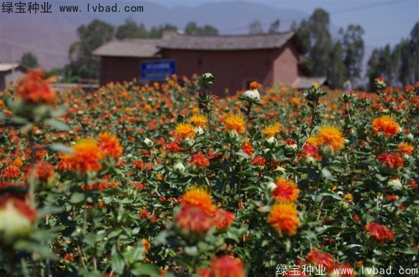 <a href='http://m.zishuwang.com.cn/yaocaizhongzi/2335.html' target='_blank'>紅花</a><a href='http://m.zishuwang.com.cn/' target='_blank'>種子</a>
