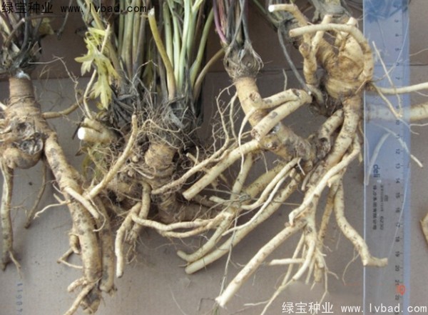 <a href='http://m.zishuwang.com.cn/yaocaizhongzi/2349.html' target='_blank'>防風(fēng)種子</a>