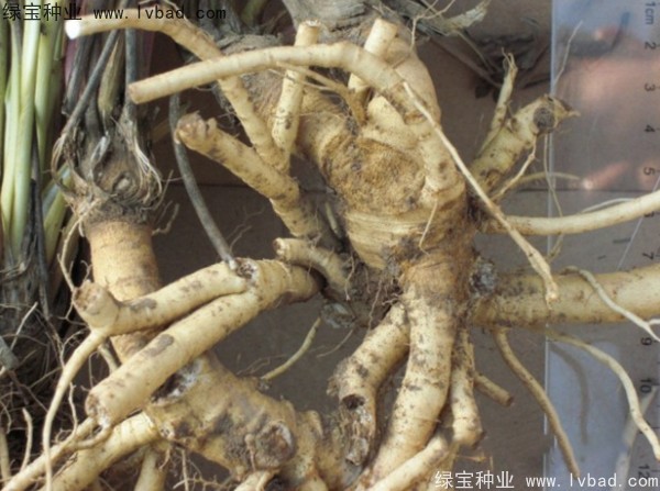 防風(fēng)<a href='http://m.zishuwang.com.cn/' target='_blank'>種子</a>