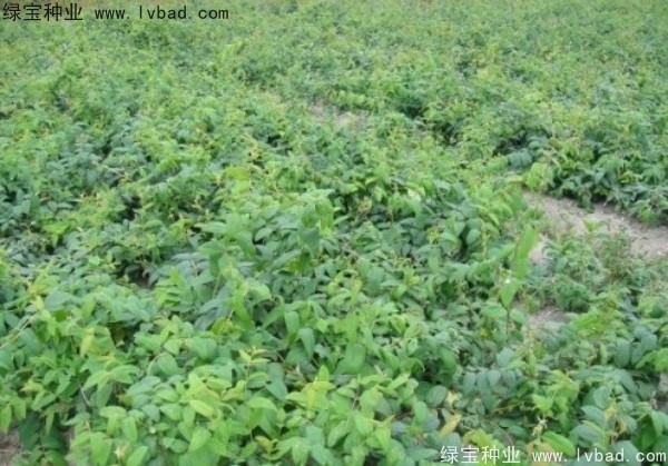 金銀花<a href='http://m.zishuwang.com.cn/' target='_blank'>種子</a>