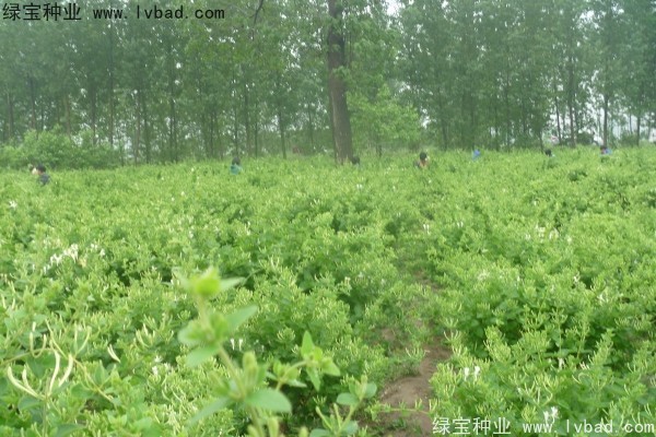 <a href='http://m.zishuwang.com.cn/yaocaizhongzi/2356.html' target='_blank'>金銀花</a><a href='http://m.zishuwang.com.cn/' target='_blank'>種子</a>