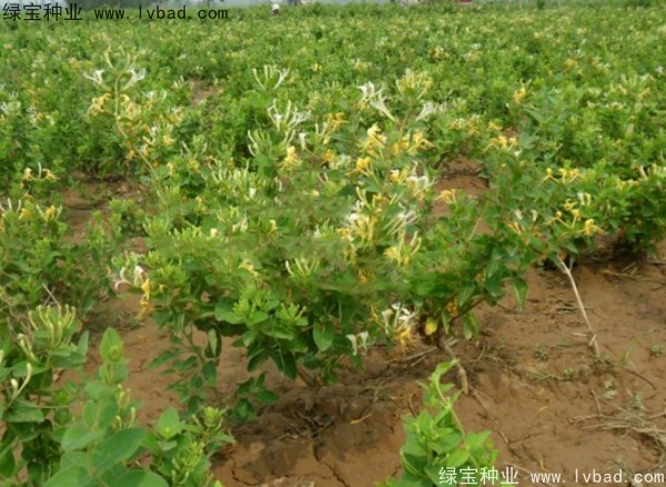 <a href='http://m.zishuwang.com.cn/yaocaizhongzi/2356.html' target='_blank'>金銀花種子</a>