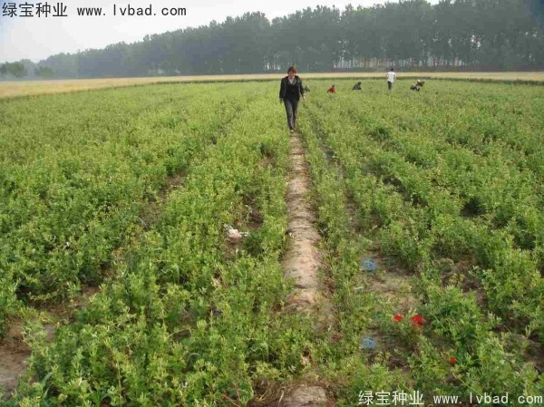 金銀花<a href='http://m.zishuwang.com.cn/' target='_blank'>種子</a>
