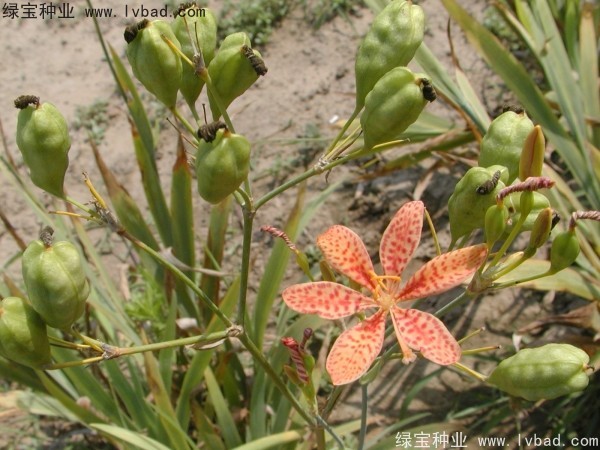射干<a href='http://m.zishuwang.com.cn/' target='_blank'>種子</a>