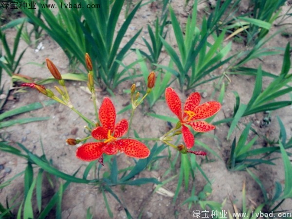<a href='http://m.zishuwang.com.cn/yaocaizhongzi/2367.html' target='_blank'>射干種子</a>