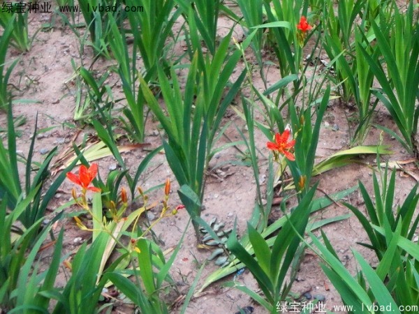 射干<a href='http://m.zishuwang.com.cn/' target='_blank'>種子</a>
