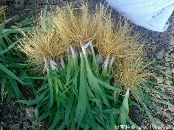 <a href='http://m.zishuwang.com.cn/yaocaizhongzi/2367.html' target='_blank'>射干</a><a href='http://m.zishuwang.com.cn/' target='_blank'>種子</a>