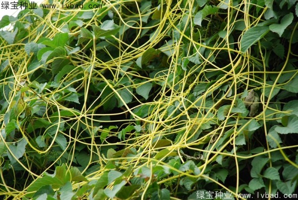 <a href='http://m.zishuwang.com.cn/yaocaizhongzi/2369.html' target='_blank'>菟絲子種子</a>