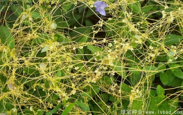 <a href='http://m.zishuwang.com.cn/yaocaizhongzi/2369.html' target='_blank'>菟絲子種子</a>