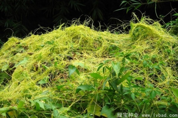 <a href='http://m.zishuwang.com.cn/yaocaizhongzi/2369.html' target='_blank'>菟絲子</a><a href='http://m.zishuwang.com.cn/' target='_blank'>種子</a>