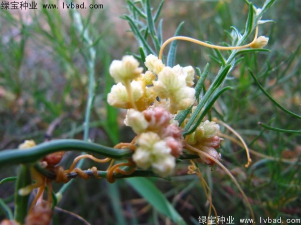 <a href='http://m.zishuwang.com.cn/yaocaizhongzi/2369.html' target='_blank'>菟絲子種子</a>