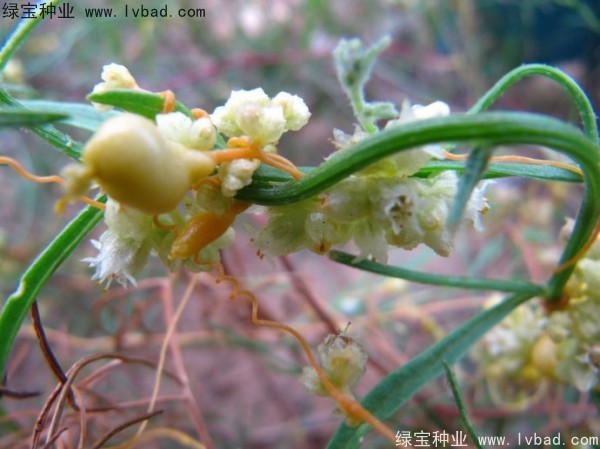 菟絲子<a href='http://m.zishuwang.com.cn/' target='_blank'>種子</a>