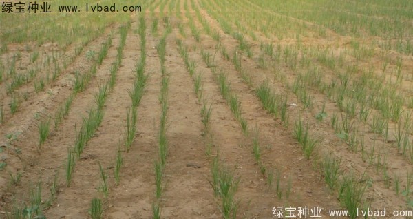 <a href='http://m.zishuwang.com.cn/yaocaizhongzi/2371.html' target='_blank'>知母種子</a>