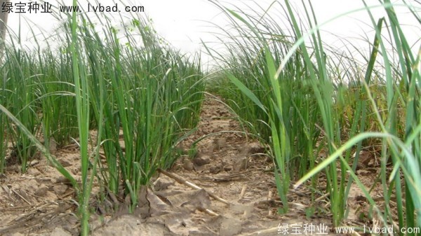 <a href='http://m.zishuwang.com.cn/yaocaizhongzi/2371.html' target='_blank'>知母種子</a>