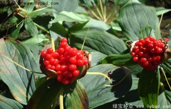<a href='http://m.zishuwang.com.cn/yaocaizhongzi/2373.html' target='_blank'>重樓種子</a>