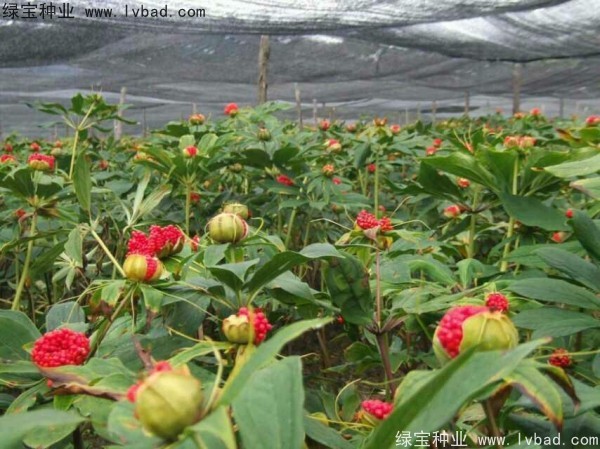<a href='http://m.zishuwang.com.cn/yaocaizhongzi/2373.html' target='_blank'>重樓種子</a>
