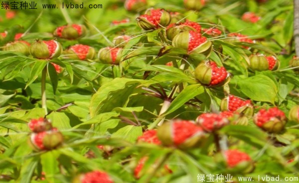 重樓<a href='http://m.zishuwang.com.cn/' target='_blank'>種子</a>