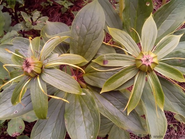 獨(dú)角蓮<a href='http://m.zishuwang.com.cn/' target='_blank'>種子</a>發(fā)芽出苗圖片