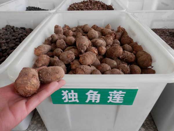 <a href='http://m.zishuwang.com.cn/yaocaizhongzi/2348.html' target='_blank'>獨(dú)角蓮</a>種球種根圖片