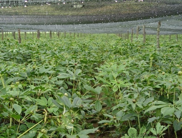 獨(dú)角蓮<a href='http://m.zishuwang.com.cn/' target='_blank'>種子</a>發(fā)芽出苗圖片
