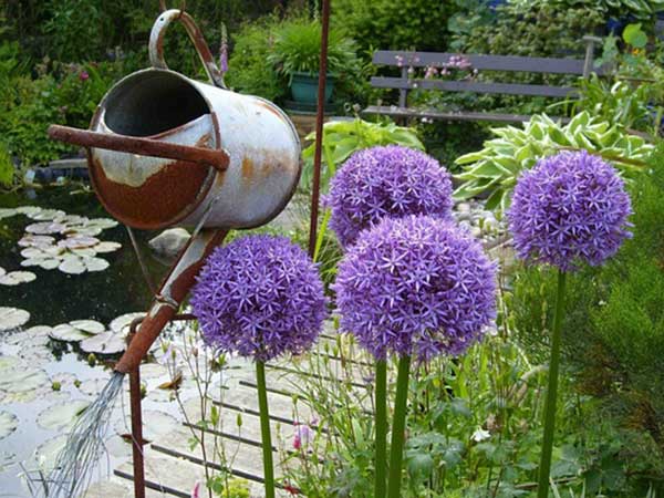 <a href='http://m.zishuwang.com.cn/caohuazhongzi/1039.html' target='_blank'>大花蔥種子</a>發(fā)芽出苗開(kāi)花圖片