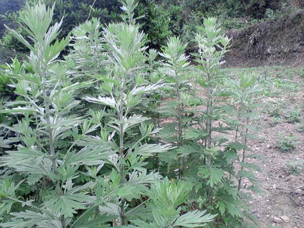 艾草<a href='http://m.zishuwang.com.cn/' target='_blank'>種子</a>發(fā)芽出苗圖片