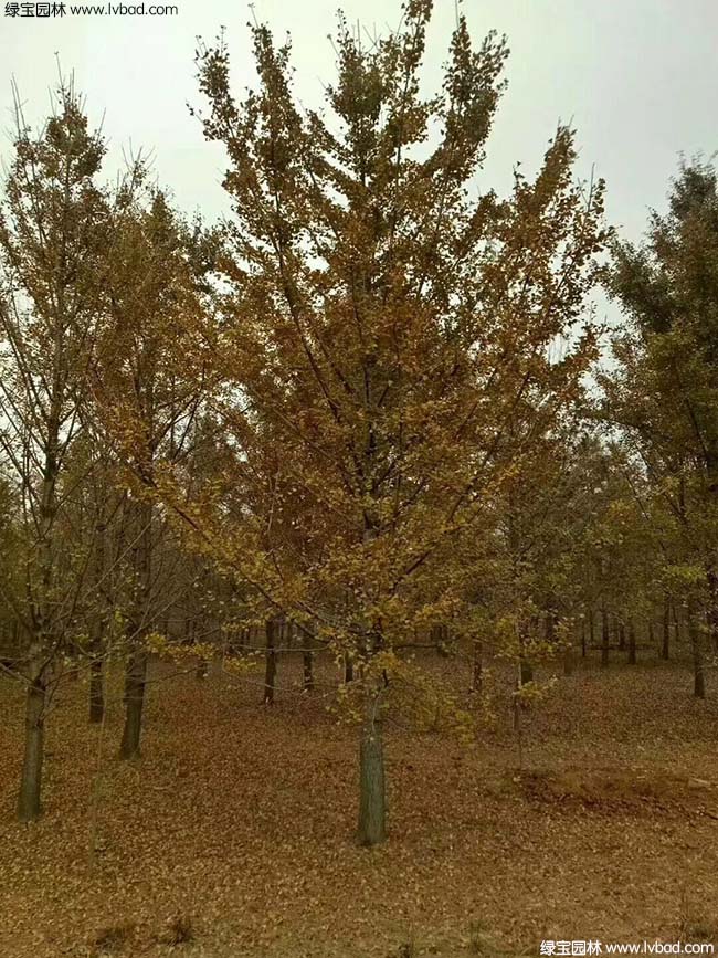 <a href='http://m.zishuwang.com.cn/linmuzhongzi/1778.html' target='_blank'>銀杏</a>樹圖片種植基地