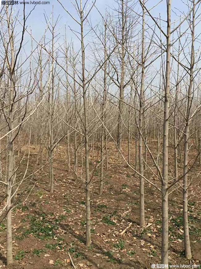 <a href='http://m.zishuwang.com.cn/xingdaoshu/3594.html' target='_blank'>銀杏樹</a>圖片種植基地