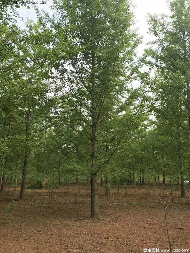 銀<a href='http://m.zishuwang.com.cn/guoshuzhongzi/2123.html' target='_blank'>杏樹</a>圖片種植基地