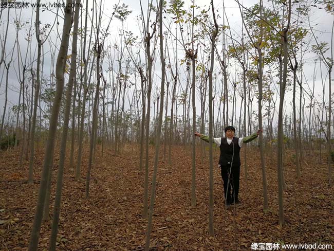 5公分6公分7公分8公分<a href='http://m.zishuwang.com.cn/linmuzhongzi/1710.html' target='_blank'>欒樹</a>種植基地