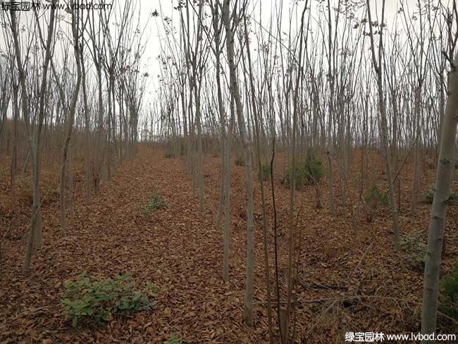江蘇沭陽<a href='http://m.zishuwang.com.cn/linmuzhongzi/1745.html' target='_blank'>黃山欒樹</a>種植基地