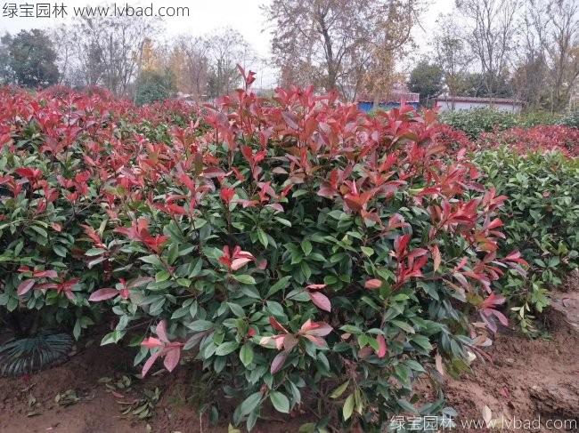 <a href='http://m.zishuwang.com.cn/linmuzhongzi/1747.html' target='_blank'>紅葉石楠</a>球