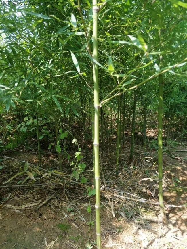 <a href='http://m.zishuwang.com.cn/zhumiaozhuzi/3459.html' target='_blank'>翠竹</a>